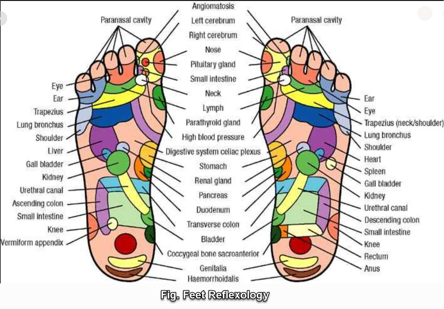 fig foot reflexology