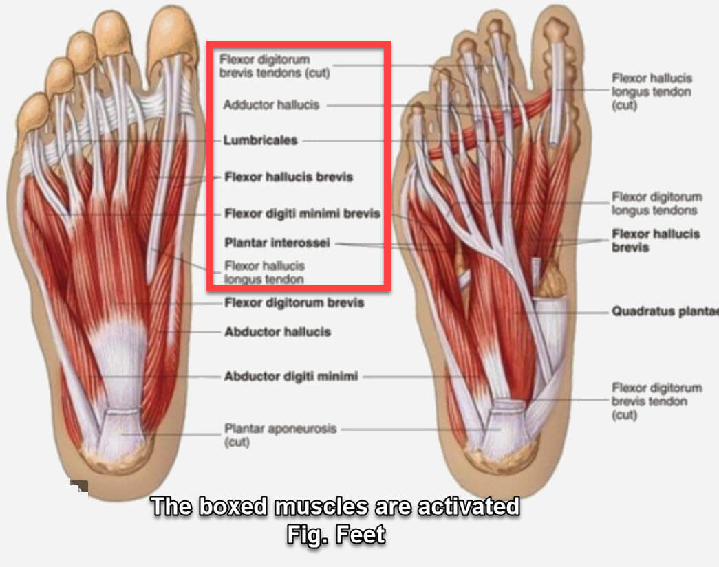 Fig. foot muscle