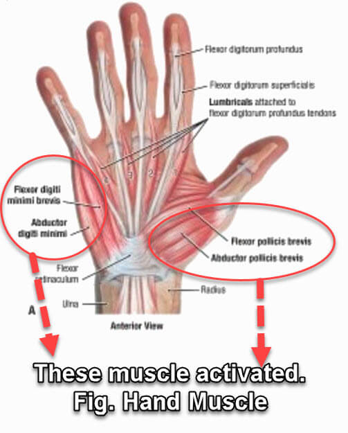 Hand muscle
