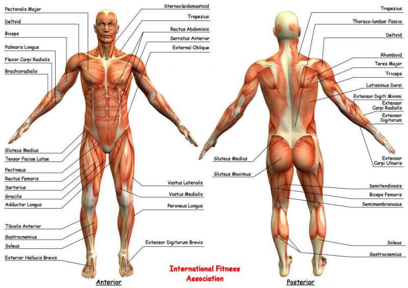 body anatomy